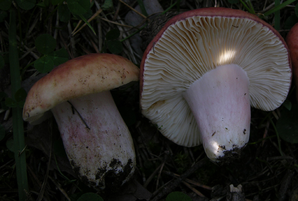 Russula di pino silvestre(2)